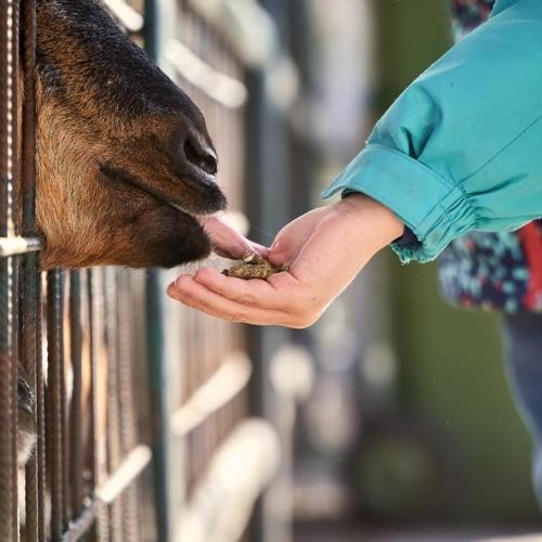 Eine Kinderhand füttert eine Ziege, Foto: Pixabay