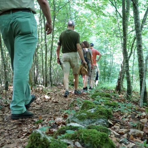 Gruppe Wanderer im Wald, Foto: Stadt Heidenheim Gruppe Wanderer im Wald, Foto: Stadt Heidenheim