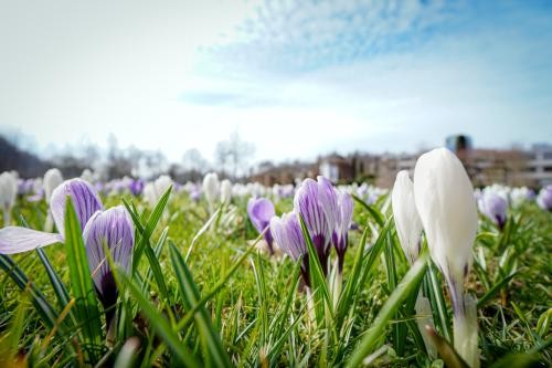 blühende Krokusse in lila und weiß blühende Krokusse in lila und weiß