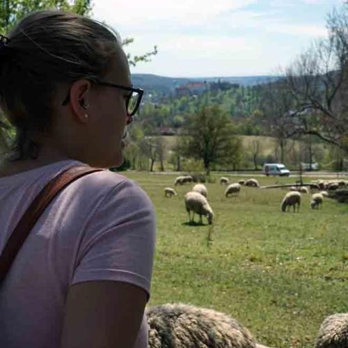 Frau und Schafe auf Heidefläche, Foto: Stadt Heidenheim