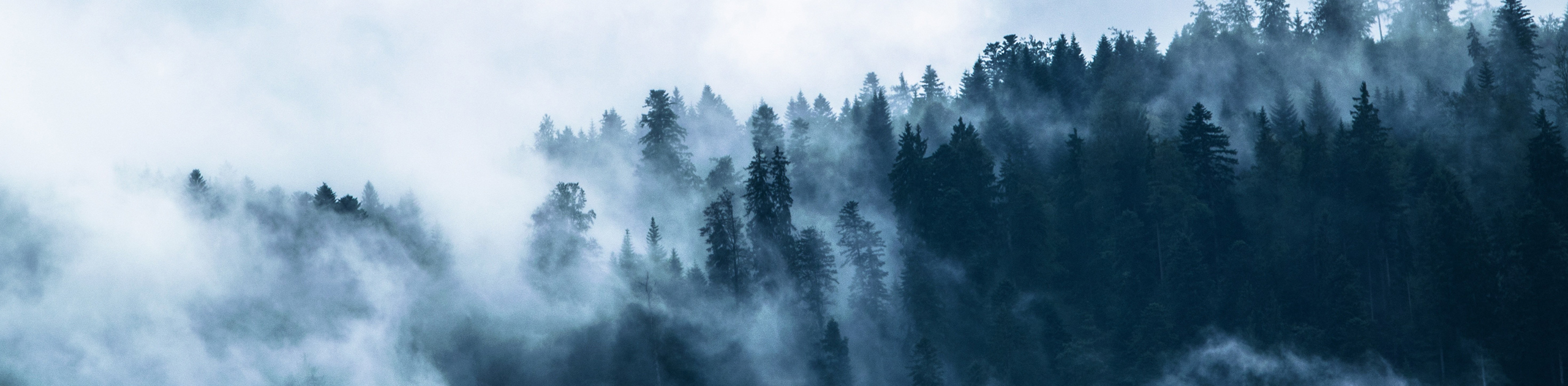 Nebel liegt über einem Wald, Foto: Pixabay