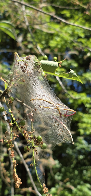 Raupen der Gespinstmotte