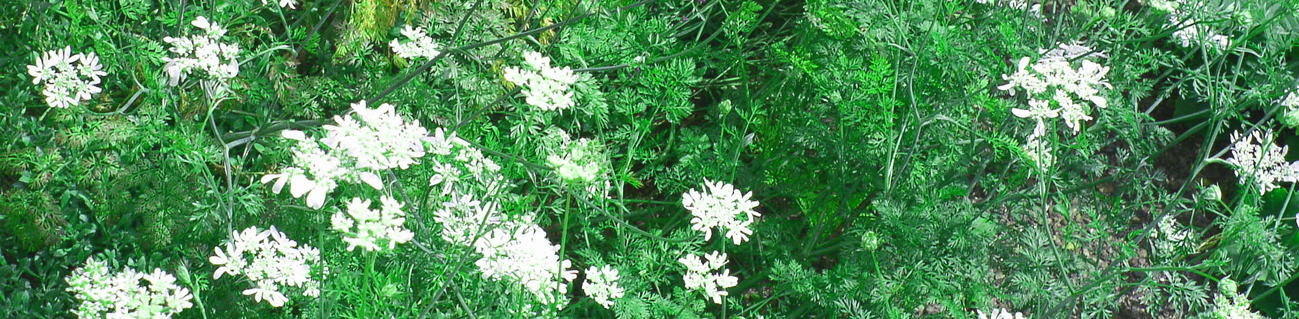 Weiße Blüten mit grünen Blättern